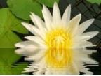 lotus flower reflection